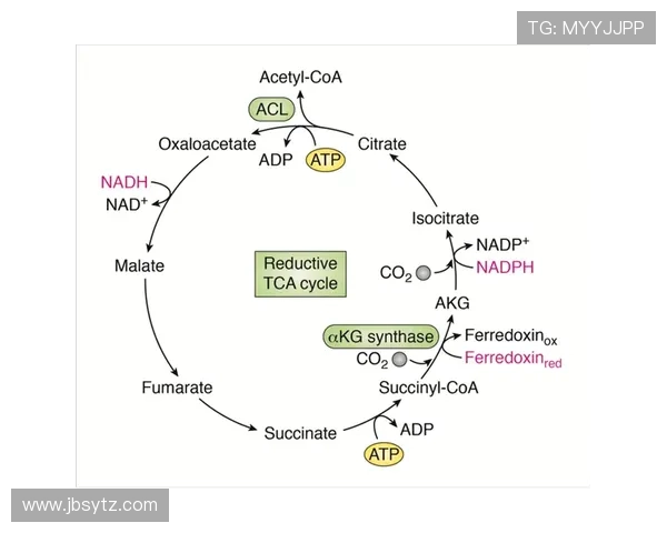 从ATP能量循环到LKJ动力机制的协同作用与生物调控机制研究 从ATP能量循环到LKJ动力机制的协同作用与生物调控机制研究